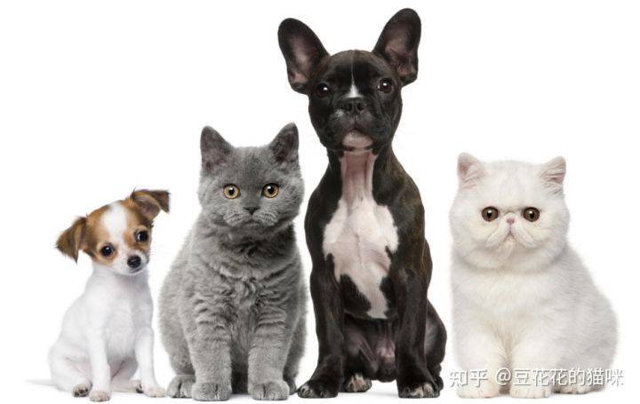 猫膀胱炎治疗 五 快速治好猫尿频闭尿的法宝 尿道