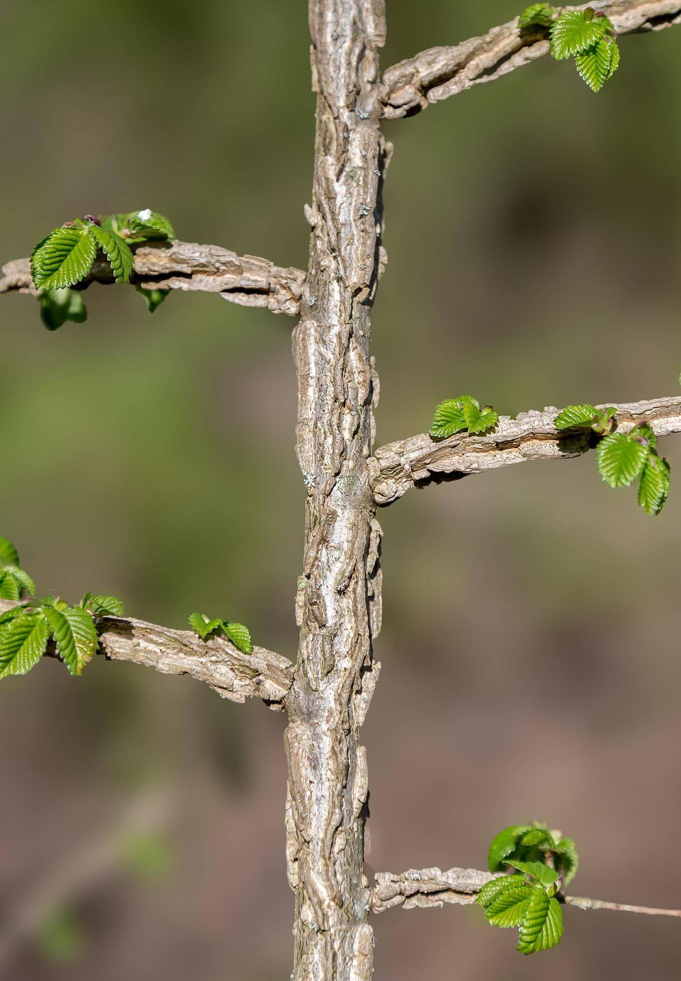 买棵榆树被邻居嘲笑,几个月后,央求帮他也买一棵_植物