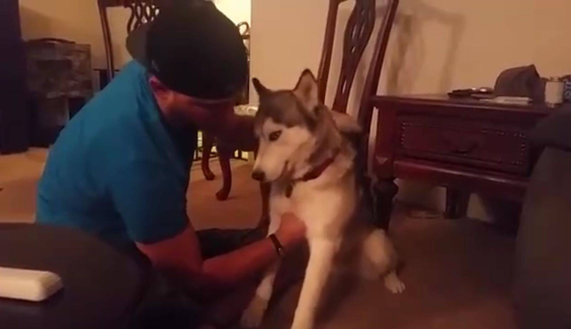 贪吃哈士奇误食大麻花卷 抽搐的样子看得主人好心疼 狗狗