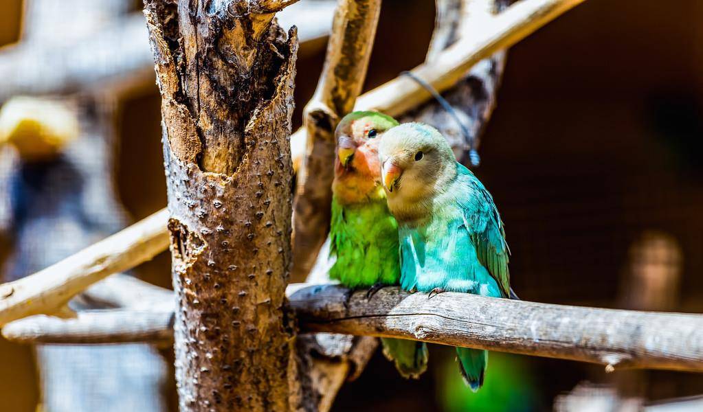 鹦鹉智商排名_鹦鹉品种智商排名前十(3)