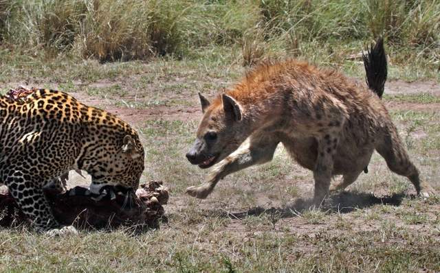 接下来,一个游客家庭注意到一头豹子藏在一棵大树后面,伏击了一群年轻