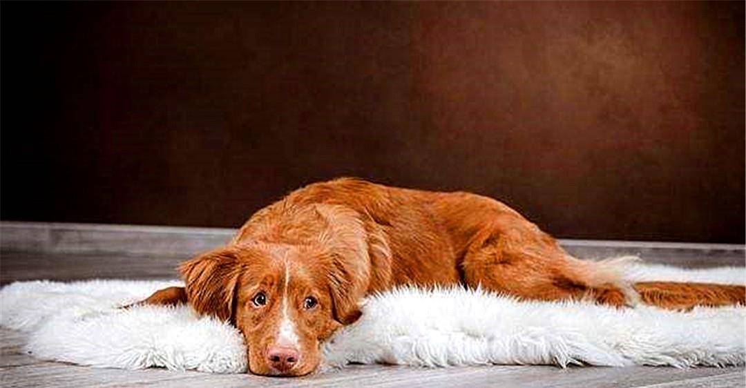 如何正确护理宠物狗 7390279a60044fe298858dbebad4a11f.jpeg