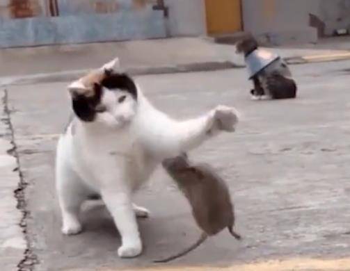 这可能是只硬核的老鼠 面对成年三花猫咪的进攻 竟然能跳起还击 功力