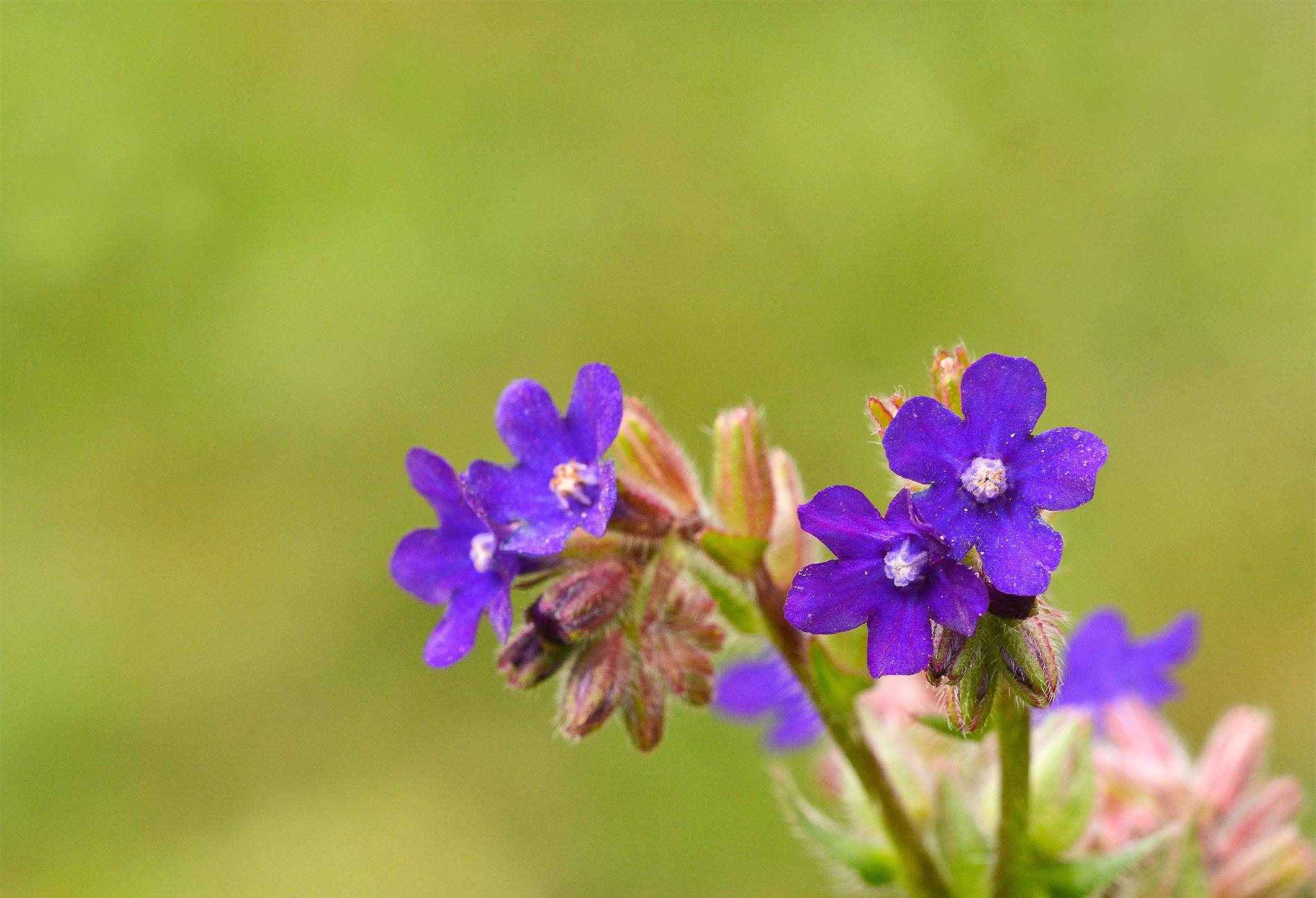 上山遇到还魂草,别看不上,记得挖一棵,有好处