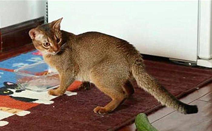 为什么有的猫不怕黄瓜 959bdbde6bbb486b9bfb8a32d1bd8236.jpeg