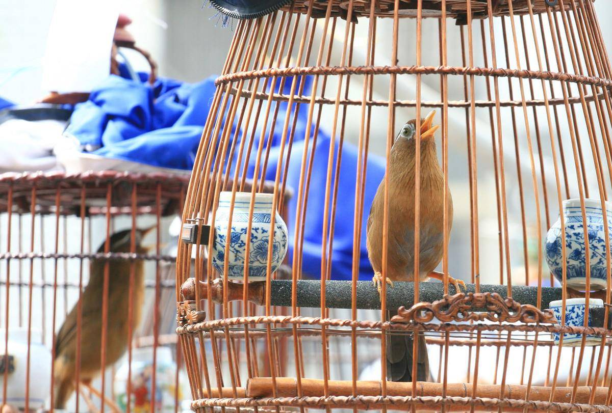 鳴聲悠揚婉轉,同時又擅長打鬥的畫眉鳥,應該如何選購和飼養