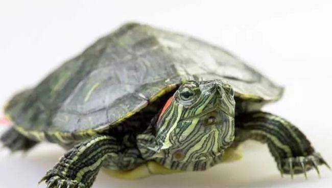 巴西龟为什么便宜