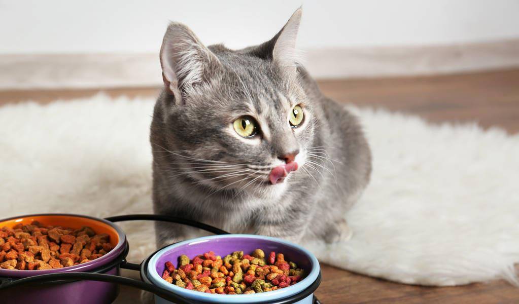 怎么看小猫年纪 db918569342347128e93766239bf33f9.jpeg