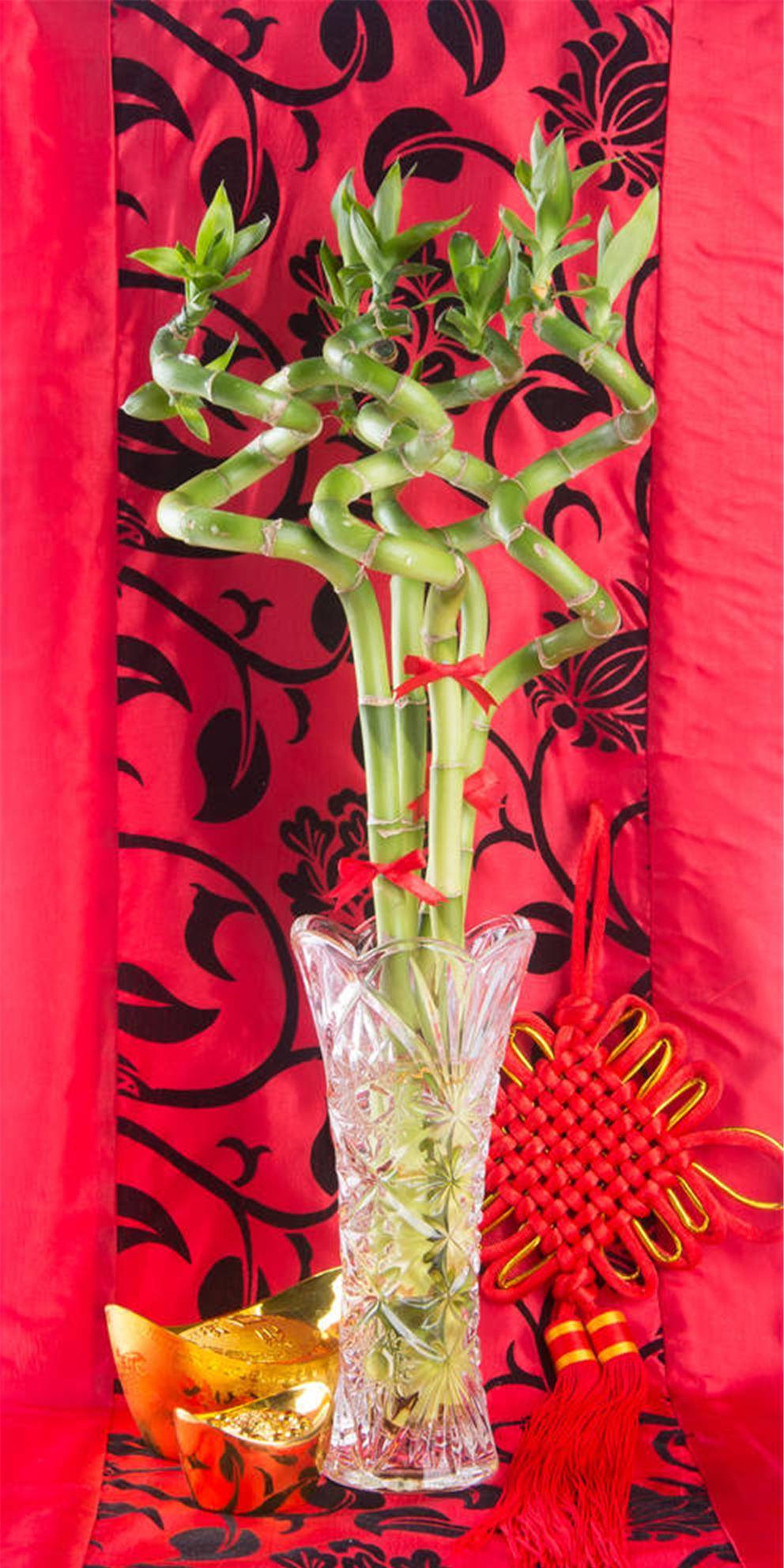 客厅养上4种竹富贵平安秀气长存