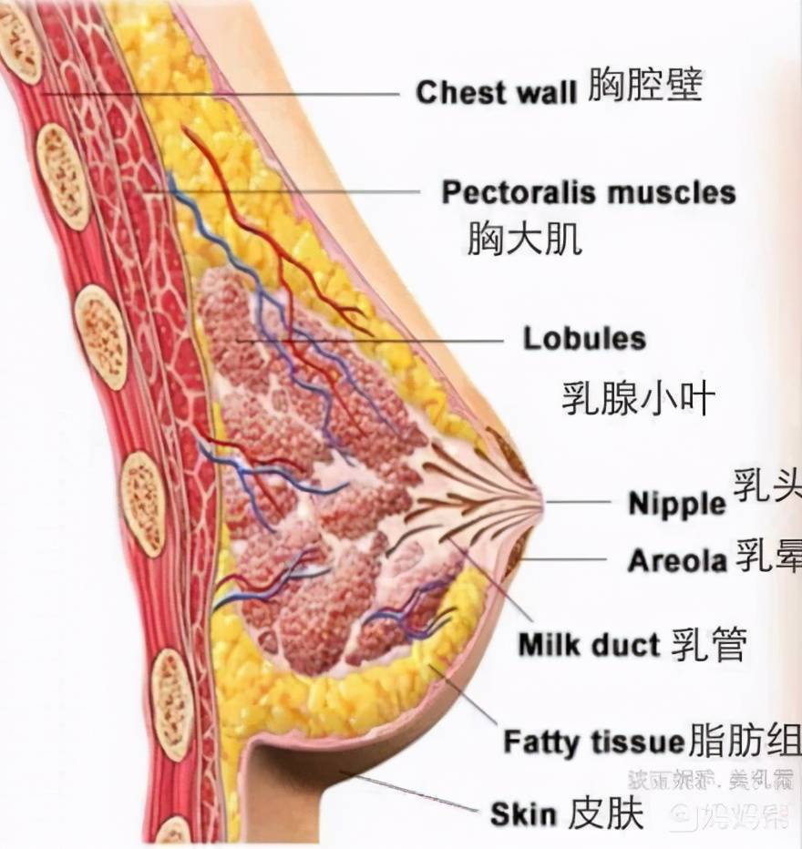 基因决定了中国大多数女性的现状