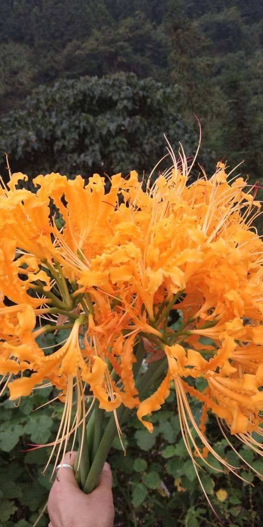 这花名字独特 秋天赏完金黄大花 满地的种子任你捡 天堂