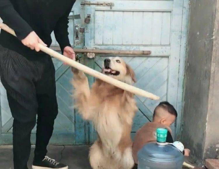 寶寶犯錯了，父親拿著木棍打寶寶，狗狗的動作，讓人感動的落淚 萌趣萌寵 第1张