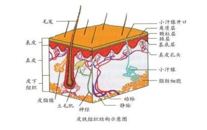 祛痘丨前胸後背長痘痘,moodrose怎麼辦?_皮脂腺