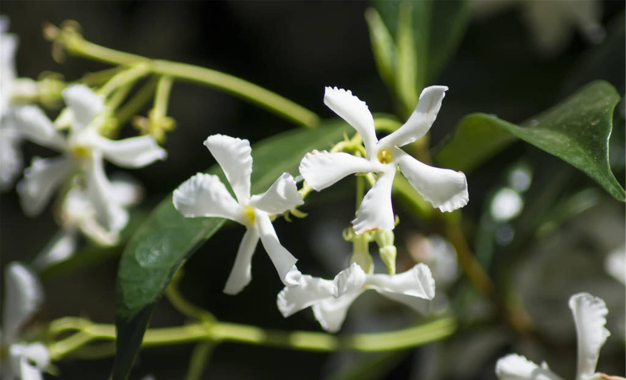 有院子就不要错过风车花,耐热耐寒,南北通吃