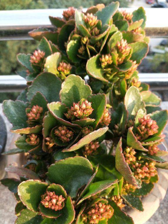 原创光照太久也会影响开花,到了晚上就遮光,长寿开花成瀑布