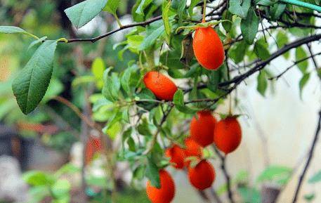 这是一种盆栽果蔬,名字叫做金弹子,刚开始结出来的果实是绿色的,看着