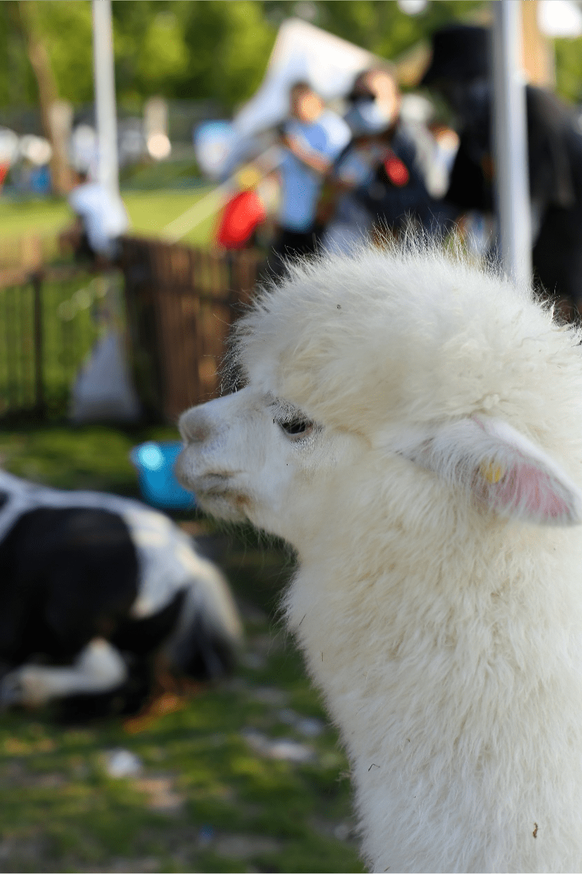 这有羊驼和矮脚马!超萌超可爱.各种游戏任务,大家玩得不亦乐乎.