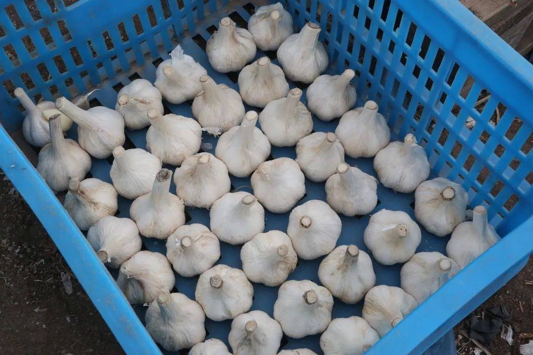 纯正的嘉定白蒜回来了!5年内,种植规模将达万亩