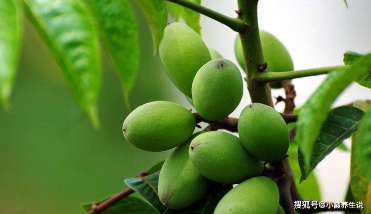 枇杷果怎么吃治咳嗽视频 9c12977f93a44f5caa89dea90b201de3.jpeg