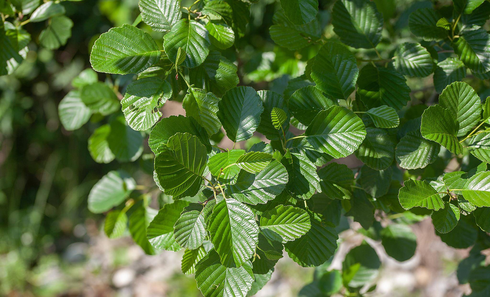 老屋后有棵树爷爷死活不让砍说出原因后家人赞同他的做法