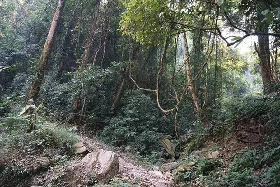 干货分享普洱古茶山之革登古茶山