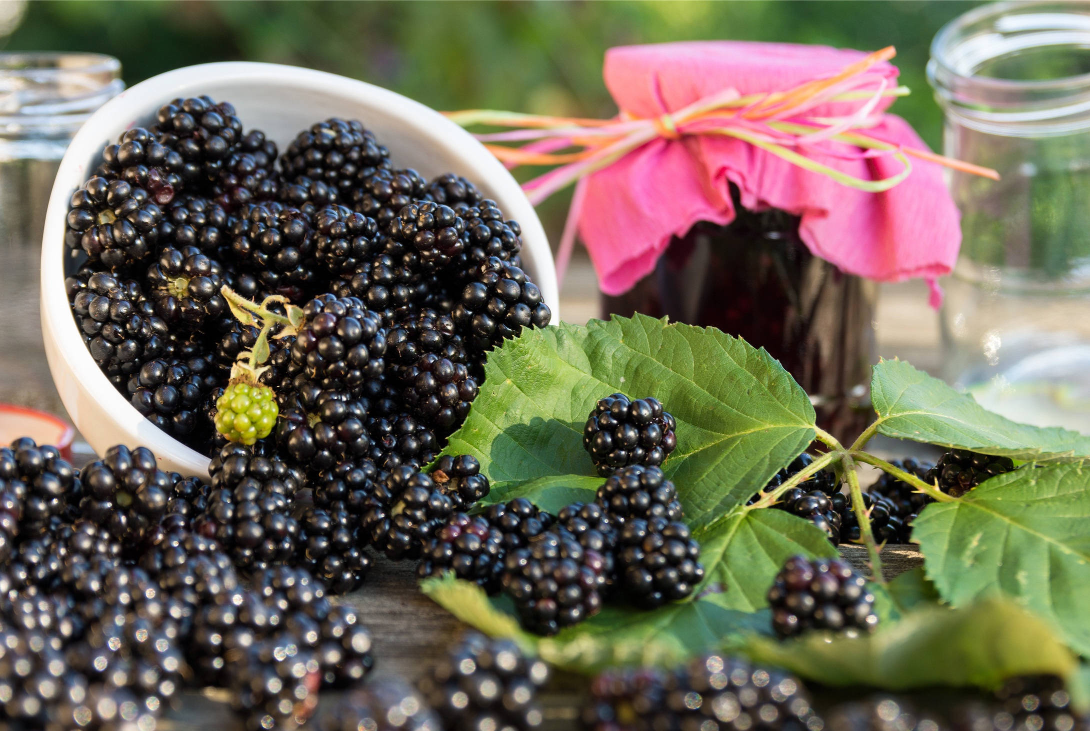 熟透了的桑葚如玛瑙似琥珀,个大,肉厚,色紫红,汁液似乎随时都会流出