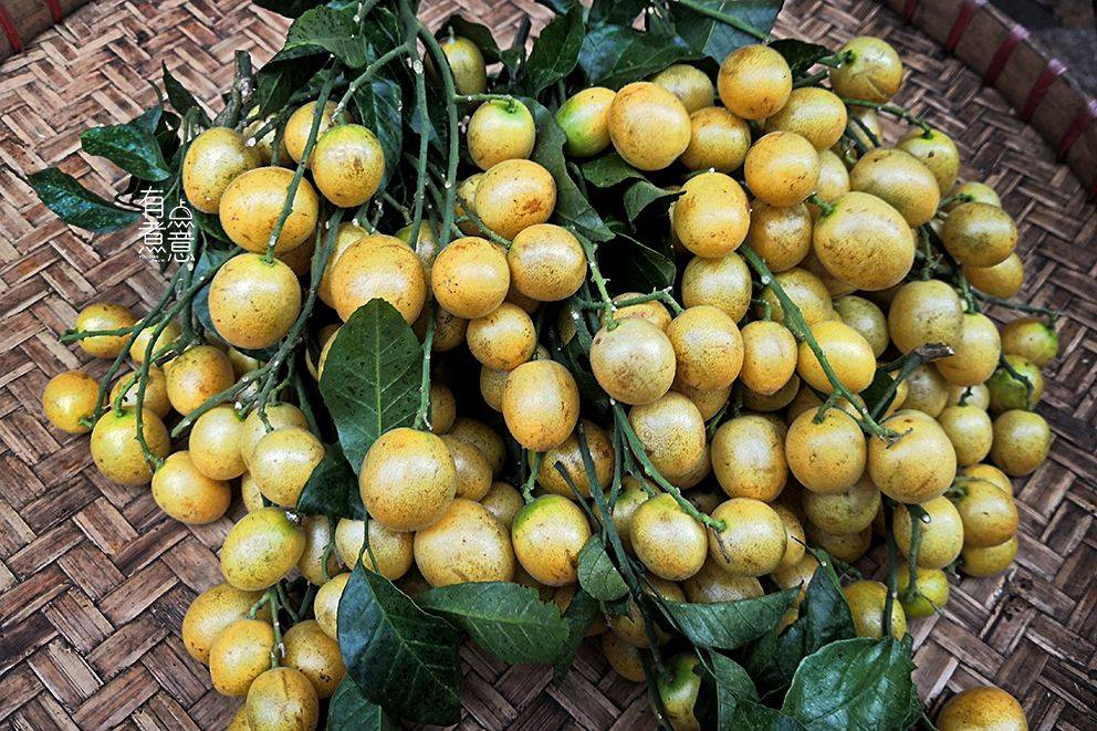 "饿吃荔枝,饱吃黄皮",端午前后正是黄皮果大量上市的时候,吃了粽子再