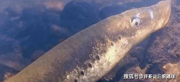 它 吃肉吸血 横行了3亿年 躲过了大灭绝 却没躲过中国吃货 子鱼