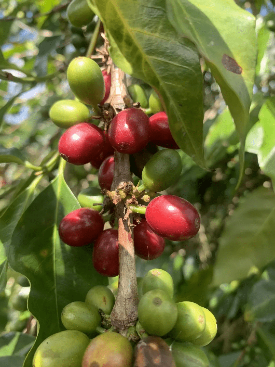 云南咖啡品牌排行_获连锁巨头关注,“云南豆”渐成咖啡市场竞争焦点