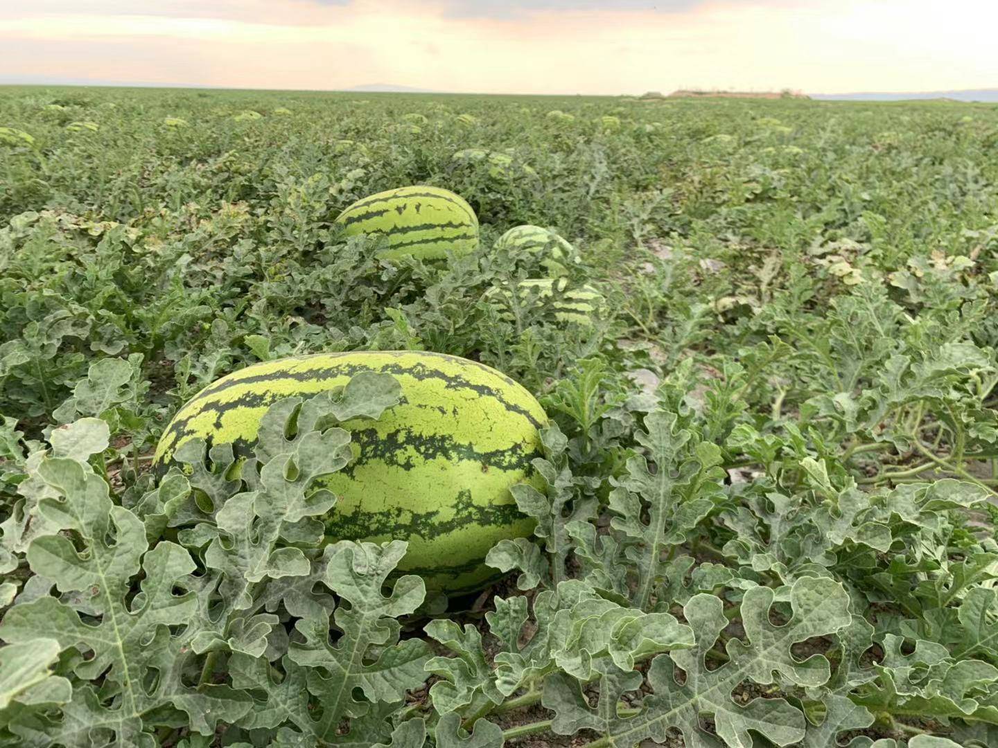 沙漠里随处可见的西瓜为何再渴也不要吃这样回答能得100分