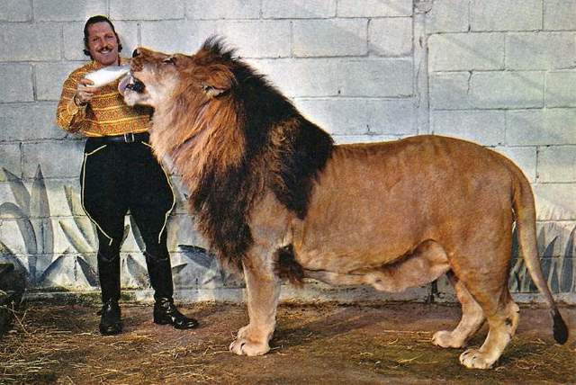 原创东北虎vs巴巴里狮谁才是地表最强时间成为关键因素