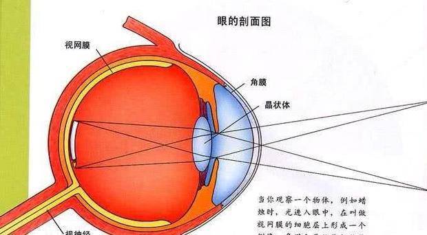 眼角膜在哪里呀 8da99ada19a948118dce78d992273e04.jpeg