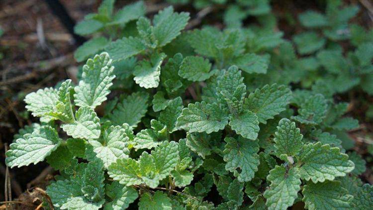 猫为什么特别喜欢猫薄荷 c143cd717024492999adc98f944615c5.jpeg