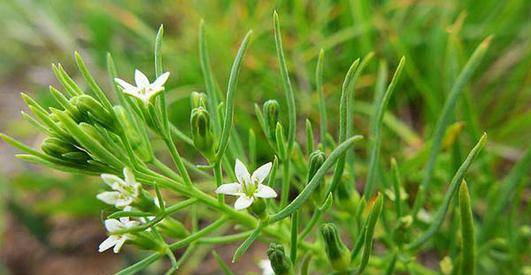 原创野外一植物人称青龙草鼻炎肺炎咽炎肾炎均可治