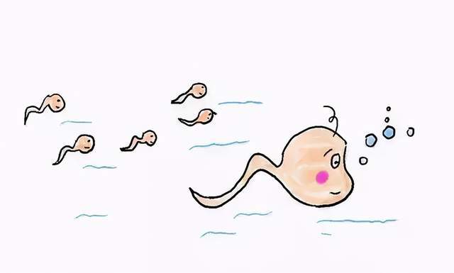 射精时射出来的并不都是精子,大部分其实是精液,是用来给精子提供能量