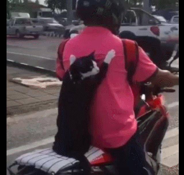 网友骑车带猫咪去玩 它用爪子紧紧抓住他后背 都有血印子了吧 时候