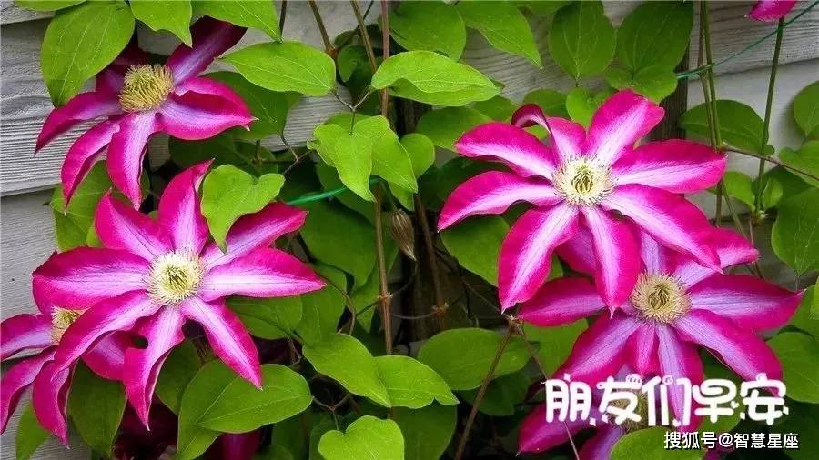 6月16日微信全新版早上好祝福图片朋友圈优美的早上好问候语带表情 人生