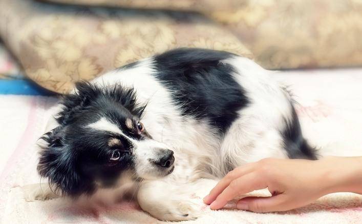 怎么看小狗有没有携带狂犬病毒 f06ff8b17186435a87033166d2b7359e.jpeg