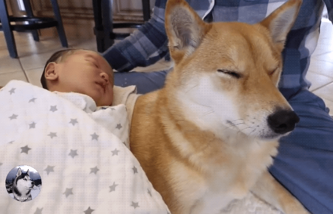 柴犬把小主人帶到2歲，女主又生了二胎，狗子都要累倒了啊 萌趣萌寵 第5张