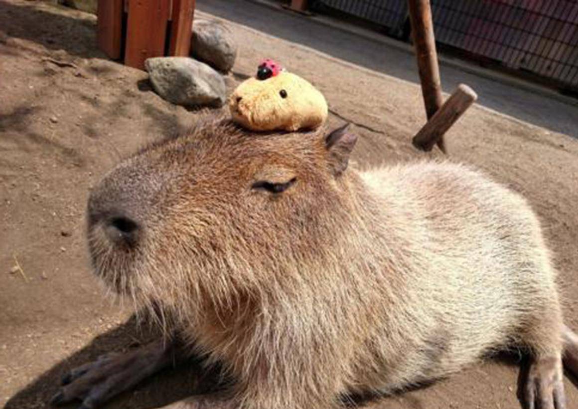 水豚,動物界社交達人,因為自己的糞便,成為小動物的流動小餐車