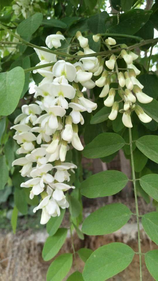 在民间,农历四月一般被称作"槐月",这个时候的槐花是开得正好的时候.