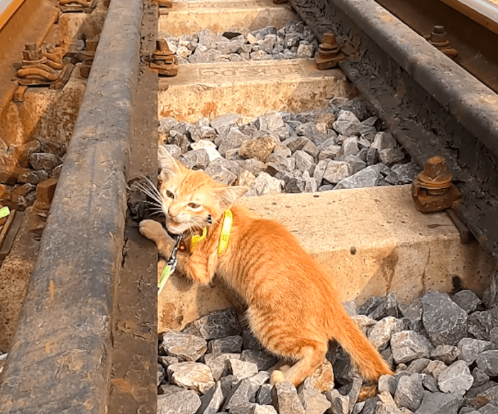 原创项圈变成夺命圈盘点猫咪项圈5大危害