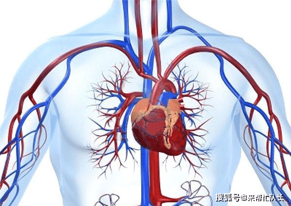 如何让心脏跳动加快 b9becc560b70493696a585fde61d4a0d.png