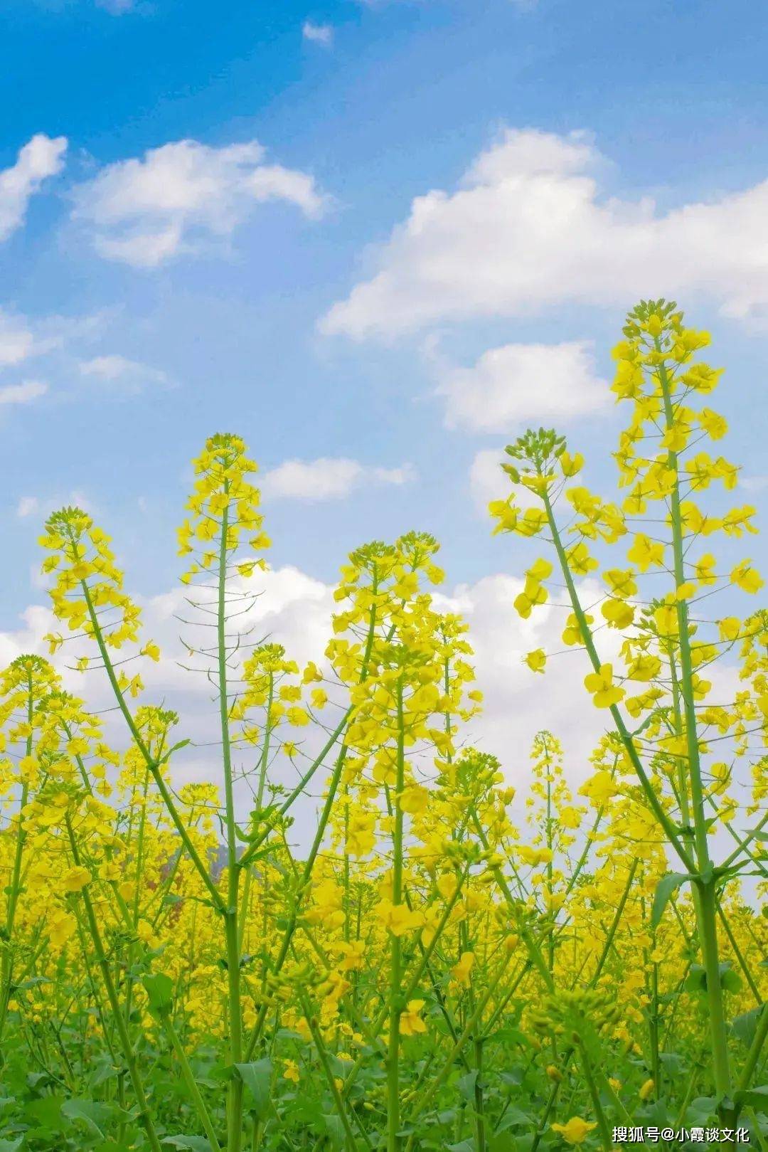 原创春风和煦暖寰宇万物复苏姹嫣红