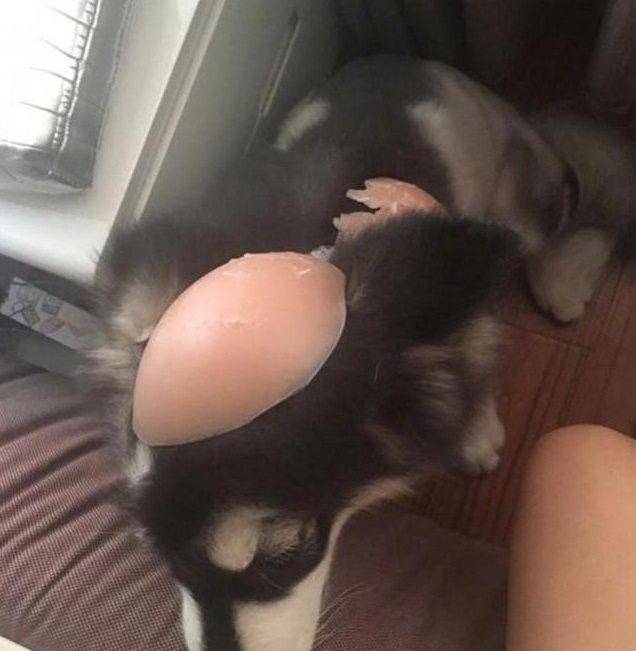 01425ba99c6949c48d2c7bf1b4503223.jpeg