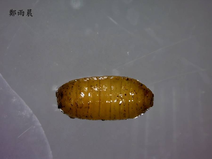 一地烂落果,种瓜变养虫,瓜实蝇到底该怎么防?_幼虫