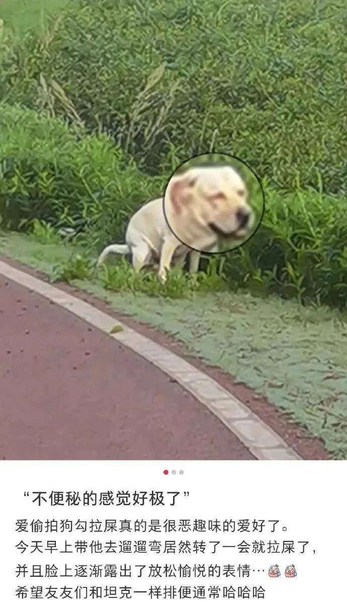 不止人类 狗狗也有 便秘 的困扰 引起的原因以及改善方法都在这 网络