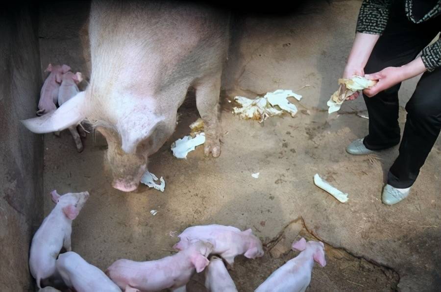 小猪涨肚用什么药打 小猪肚子胀吃什么药