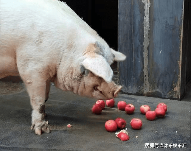 大难不死,必有后福的猪坚强走了,一段不曾忘记的故事