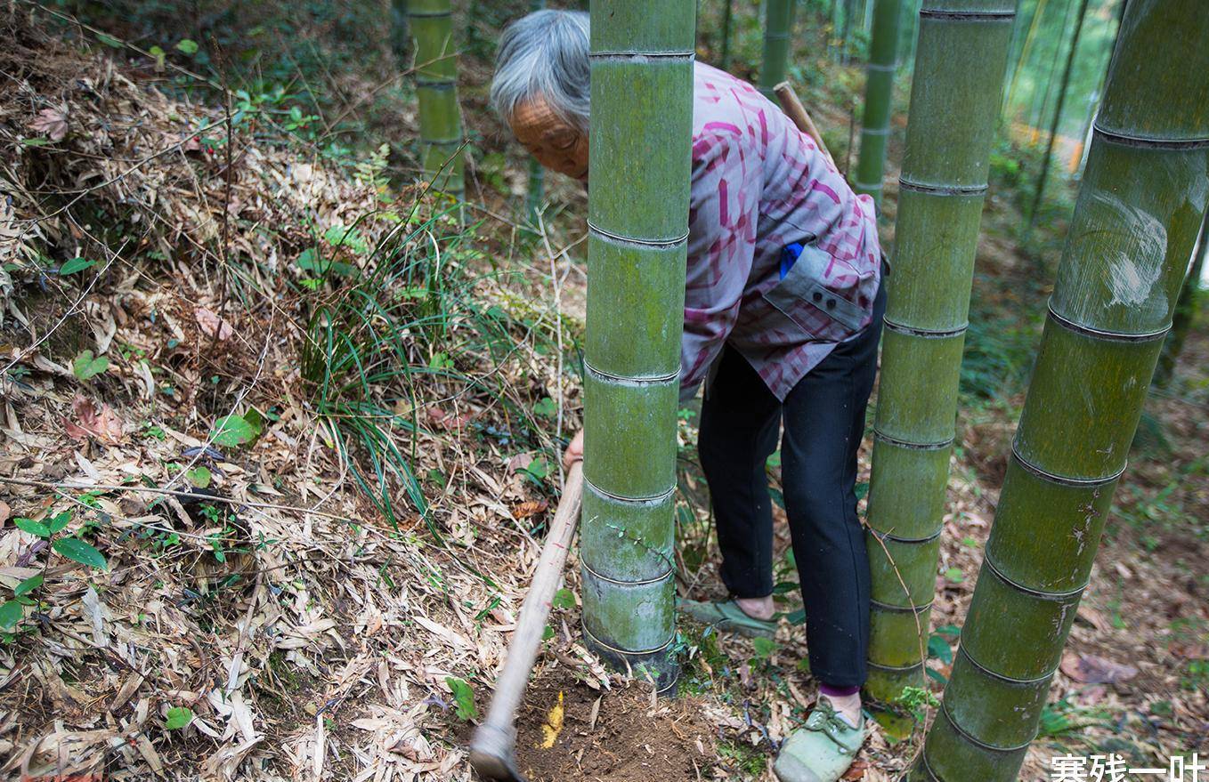 山上人挖笋视频 4f707fd901ba4955bac09176bb03e352.jpeg
